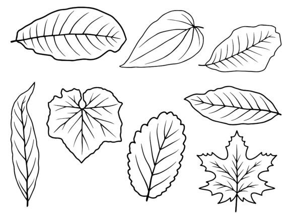 Download Leaf Line Art Illustration - Illustration Collection