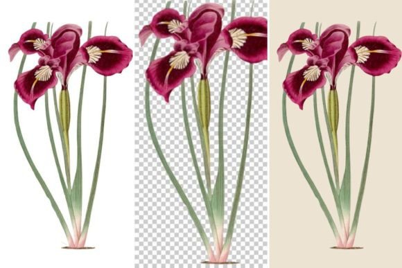 Download Iris Flower Illustration, - Illustration Collection