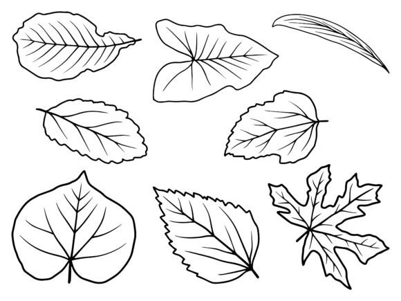 Download Hand Drawn Leaf Line Art Illustration - Illustration Collection