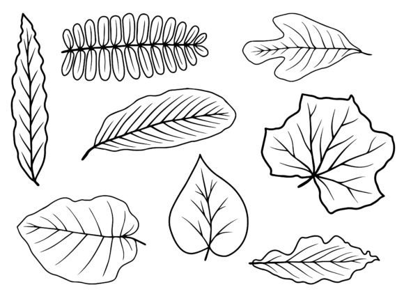 Download Leaf Line Art Illustration - Illustration Collection